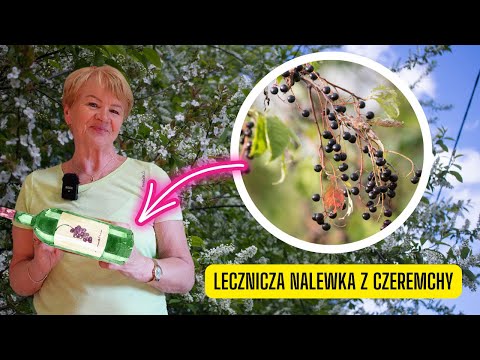 Lecznicza nalewka z czeremchy – przepis i dawkowanie (stosuj z rozwagą)