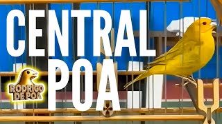 Canário da Terra Central Poa | Um dos melhores filhotes da casa