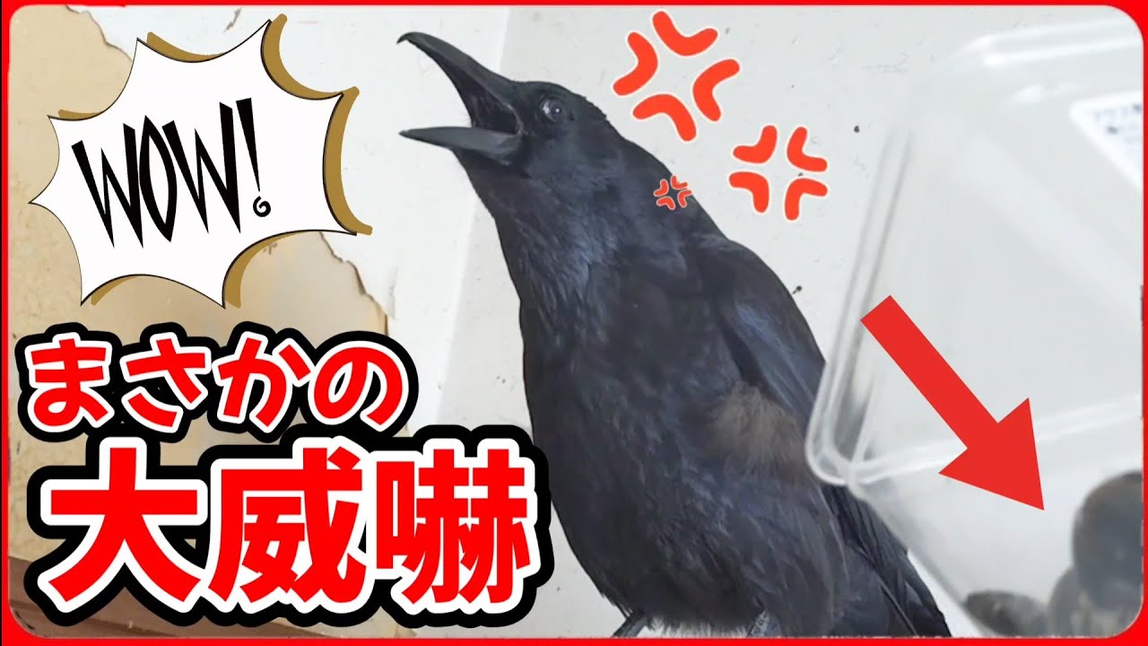 【本気の威嚇】やはり黒いから？カラスにアレを見せたら急にコレ…。20260331、カラス＆四つ足クインテット（仮）
