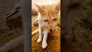 Download lagu Kathu Cat... mp3