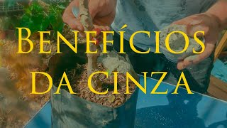 Miniatura do vídeo