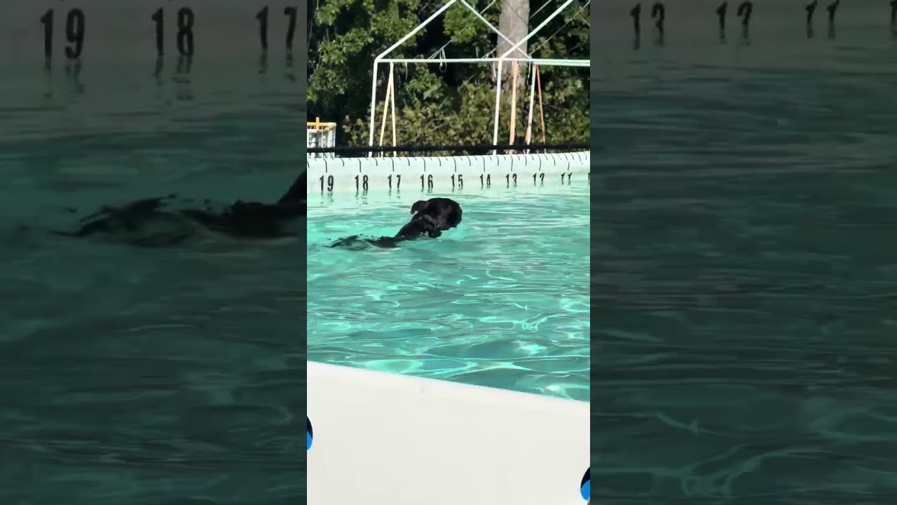 Enlarge Gage, a Adoptable Boxer in Columbia Station, OH video 6/6