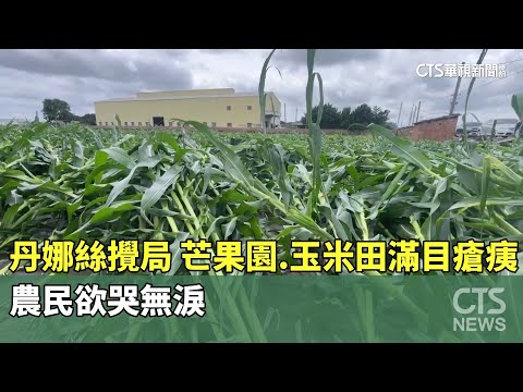 丹娜絲攪局！　芒果園.玉米田滿目瘡痍　農民欲哭無淚