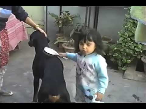 2G Nuestra mascota Dobermann -1987 a 2000 #mascotas #perro #doberman
