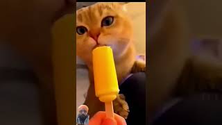Download lagu Bili cartoon videos #cat #caton #catton #funny #cartton mp3