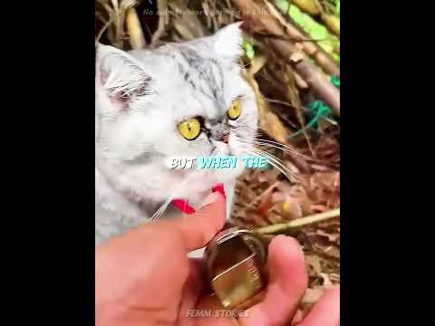 How my cat found a girlfriend! 😂❤️