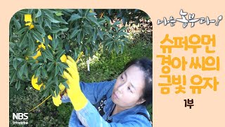 [나는농부다 224회 1부] 슈퍼우먼 경아 씨의 금빛 유자