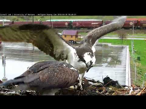 Ospreys Lay Second Egg In Hellgate Canyon! – April 30, 2018