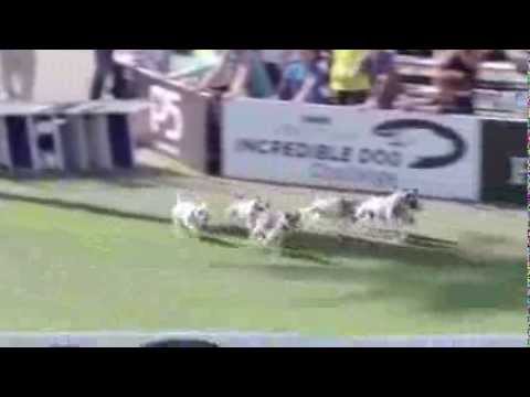 2013 IDC National Championships - Preview of Jack Russell Hurdle Racing