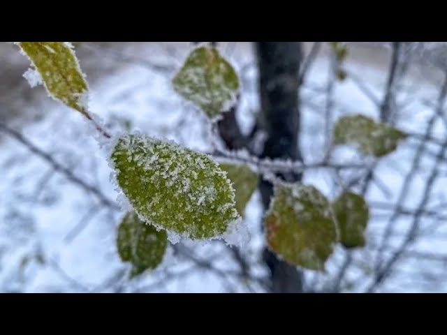 Международный День климата