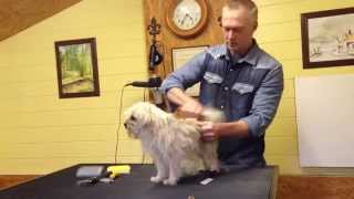 preview picture of video 'one minute superfast dog grooming funny - hondentrimsalon hundesalon Kalbo timelapse'