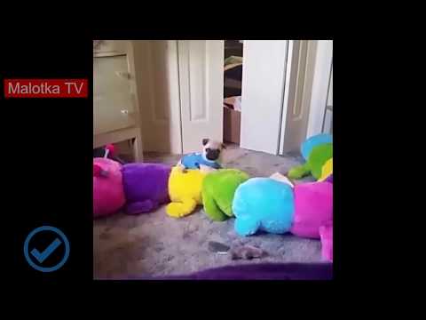 Lustige Tiere 😜 😍 😂 Lustige Tiere zum Totlachen