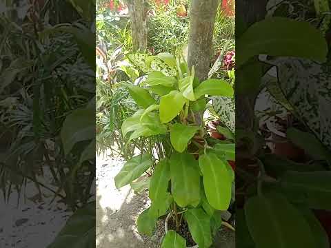 manang naida's flowers❤️❤️❤️