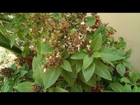 download lagu mp3 mp4 Rehan Plant Benefits, download lagu Rehan Plant Benefits gratis, unduh video klip Rehan Plant Benefits