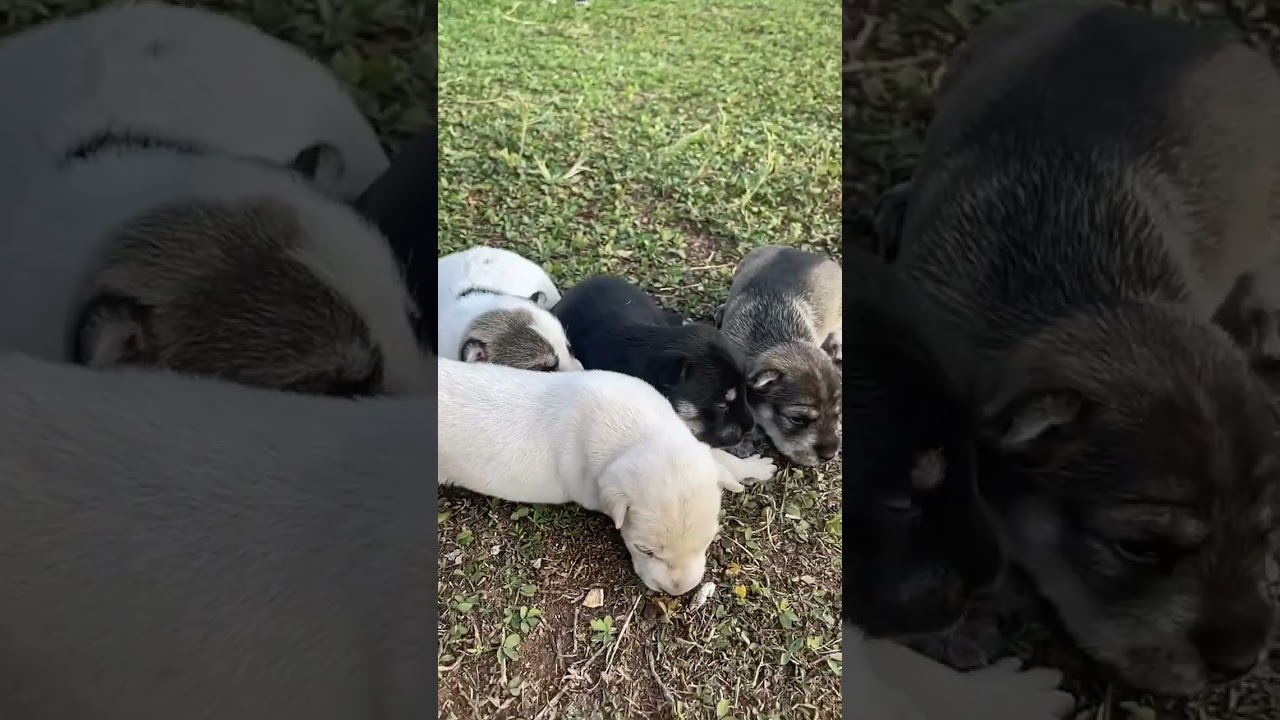 Pitbull babies #shorts #cute #pitbull