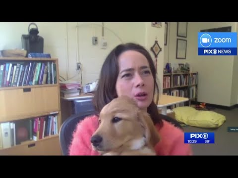 What are our dogs thinking? Author Vanessa Woods explains