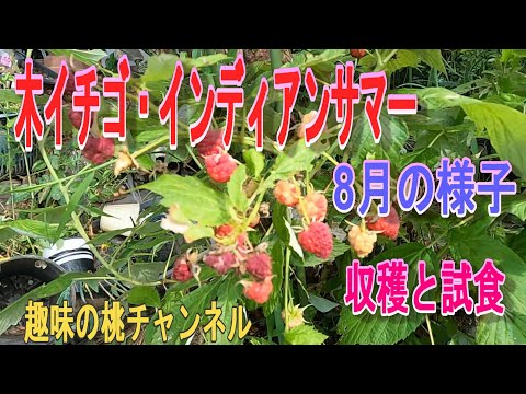 園芸 インディアンサマー