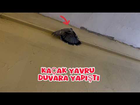 THE SMOKY RUNAWAY PUP IS MAKING PLANS TO LEAVE (THIS PUP WILL CAUSE A LOT OF HURT)