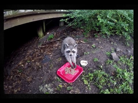 Escobar The Raccoon Eating Dog Food -  Cute Wild Animals - Nature Documentary - Biology -