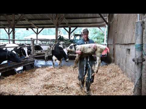 , title : 'Pourquoi les veaux sont séparés de la vache dès la naissance?'