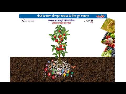 Sulphur Sulphur oxidizing bacteria(SOM)