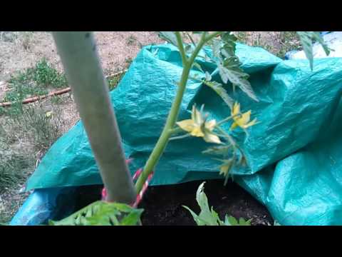 download lagu mp3 mp4 Tomato Plant Flowering Early, download lagu Tomato Plant Flowering Early gratis, unduh video klip Tomato Plant Flowering Early