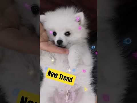 IDEMO - Sasho Roman x Asen Lautari 2025 #sarah #sashoroman #asenlautari #idemo #vredennavik #new