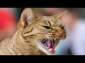 Male Cat Calling Female Male Cat In Heat Sounds Cat Mating Call Sounds
