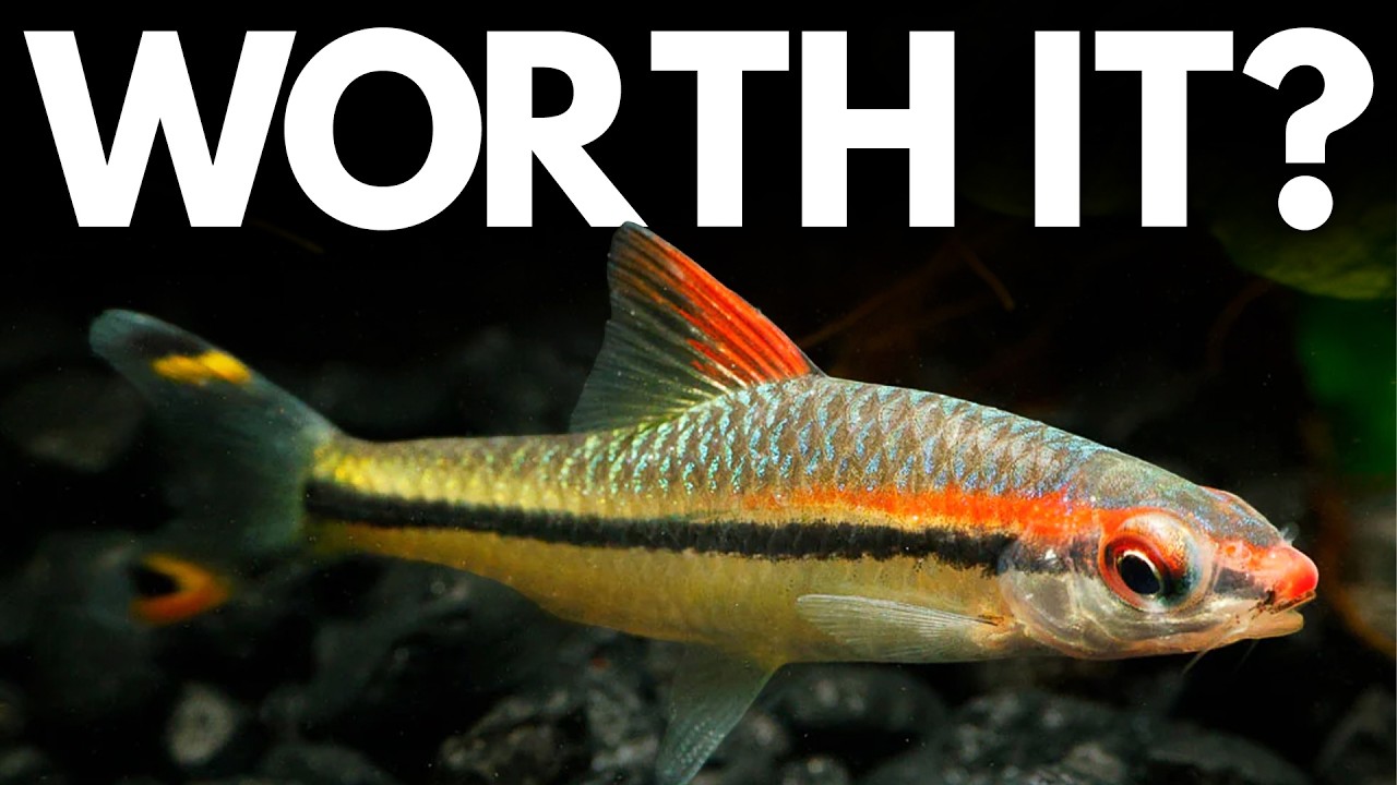 Which Fish Actually Thrive in High Flow? (Most Can't Handle It)