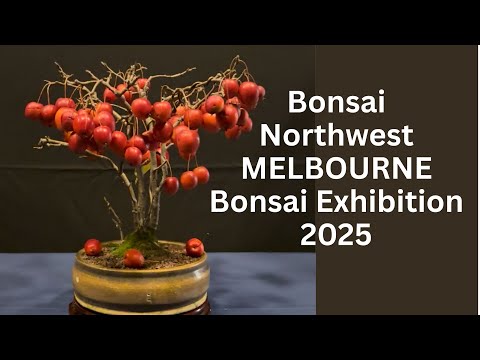 Magnificent Bonsai Exhibition 2025 – Bonsai Northwest Melbourne club Walkthrough! Must-See Trees!