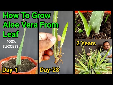 Secret To Grow Aloe Vera Plant From Leaf | How to grow thick leaves Of Aloe Vera | 2 Years updates
