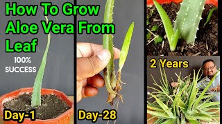Secret To Grow Aloe Vera Plant From Leaf | How to grow thick leaves Of Aloe Vera | 2 Years updates