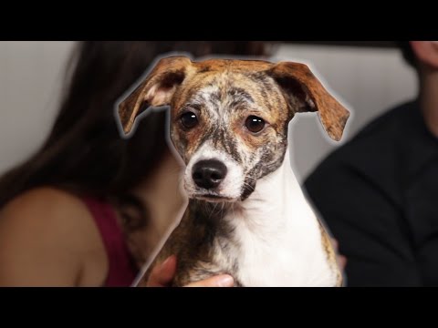 DNA鑑定，告訴你米克斯們到底混了哪些品種 (Rescue Dogs Get Their DNA Tested)