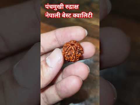 पंचमुखी रुद्राक्ष बेस्ट क्वालिटी नेपाली 🙏🙏 #shreeshivampujastore #shiv #rudraksh #shivshankar