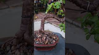 Download lagu 8yrs old jade bonsai slanting style. mp3