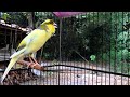 The Best Canary Sounds Russian Canary Singing For Training