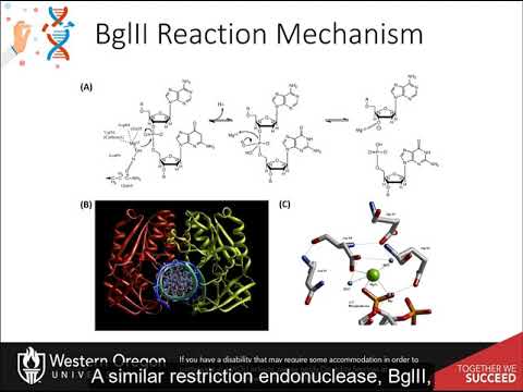 CH450 Chapter 7.3 Restriction Endonucleases