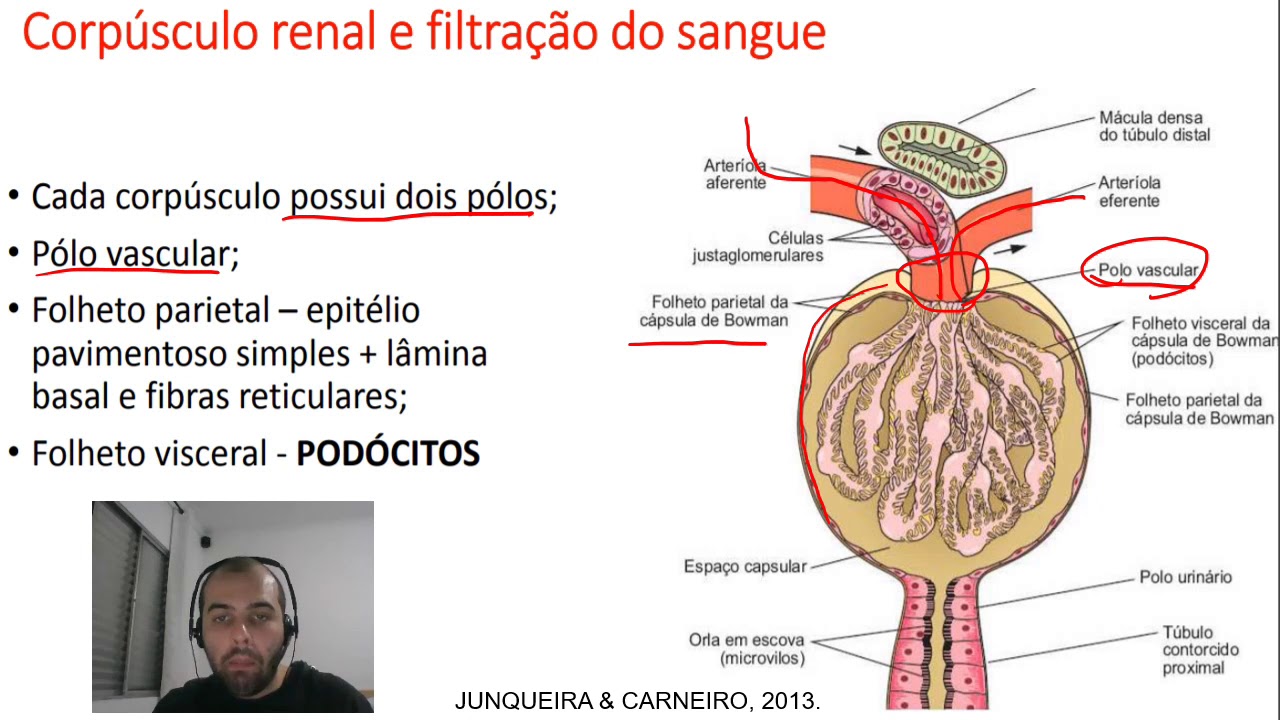 Histologia do Sistema Urinário