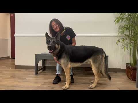 Sebastian von Schlat, an adopted German Shepherd Dog in Los Angeles, CA_image-1