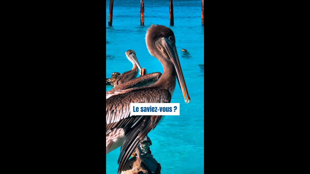 Protéger les oiseaux marins des engins de pêche
