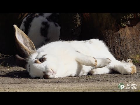 Eine glückliche Kaninchenfamilie: Happy Birthday, ihr Osterkinder! 🐇 ❤
