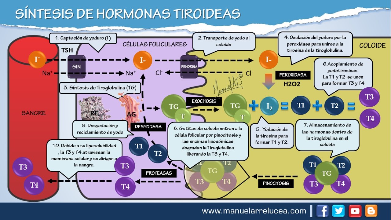 SÍNTESIS DE HORMONAS TIROIDEAS