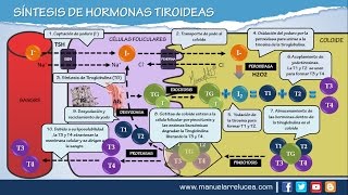 SÍNTESIS DE HORMONAS TIROIDEAS