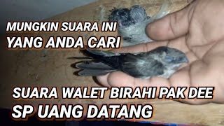 Download lagu SP UANG DATANG part 1 Suara walet birahi original ... mp3