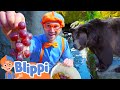 Blippi S Feeds Bears At The Zoo Blippi Educational Videos Kids TV Shows
