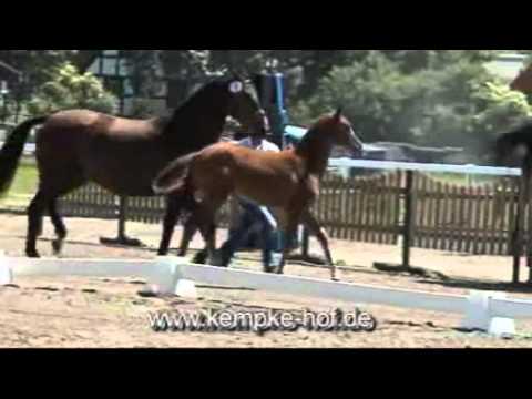 Repertoire-Laurentianer Stute * 2010