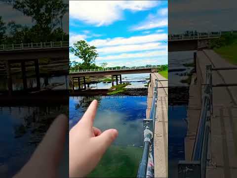 El cardumen de mojarras en laguna de Navarro aventura por el lugar