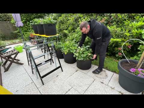 Grow strawberries on pedestals to increase yield and comfort - Slug control guide