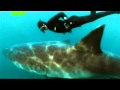 Танец с белой акулой - (Mike Rutzen) - Dance with great white shark ...