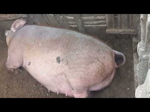 , title : 'Cara merawat babi yang persendiannya BENGKAK dan LUKA. #babi_sakit #indomor_farm'